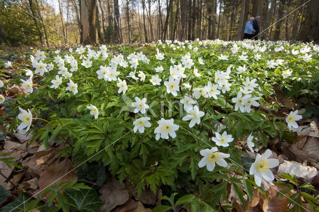 Bosanemoon (Anemone nemorosa)