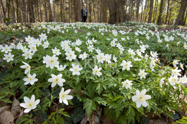 Bosanemoon (Anemone nemorosa)