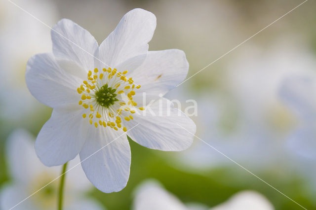 Wood Anemone (Anemone nemorosa)