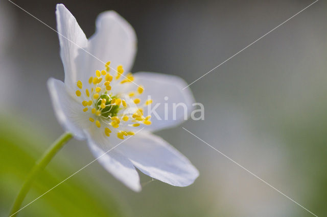 Bosanemoon (Anemone nemorosa)