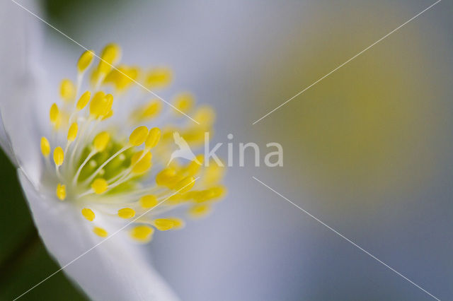 Bosanemoon (Anemone nemorosa)