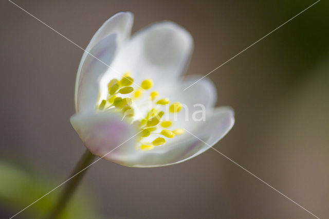 Wood Anemone (Anemone nemorosa)