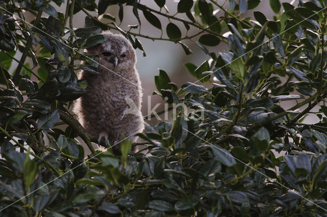 Bosuil (Strix aluco)