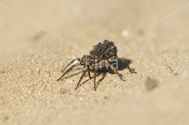 Pardosa lugubris