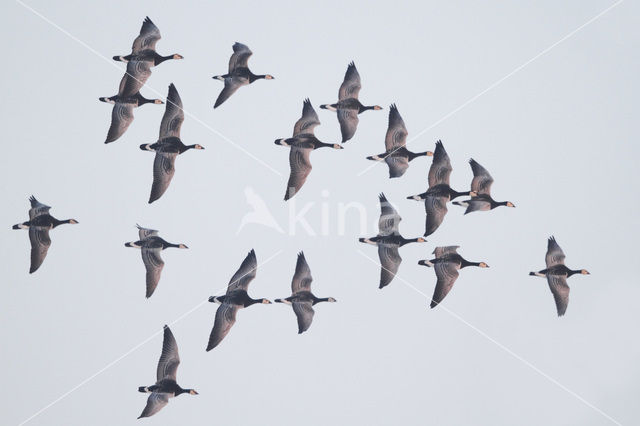 Barnacle Goose (Branta leucopsis)