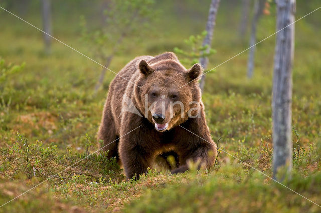 Bruine beer (Ursus arctos)