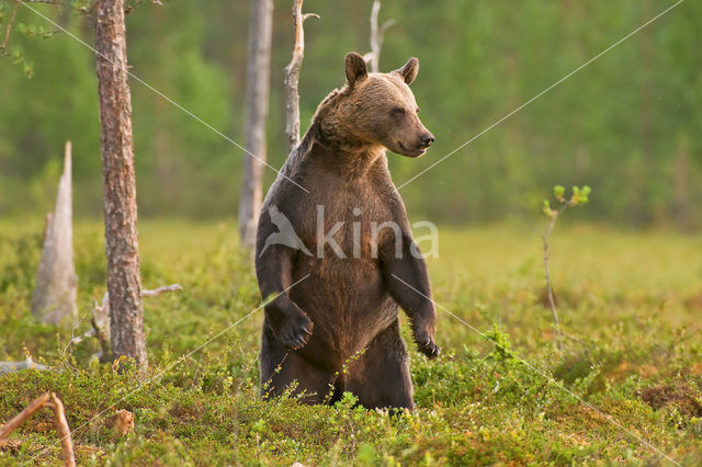 Bruine beer (Ursus arctos)