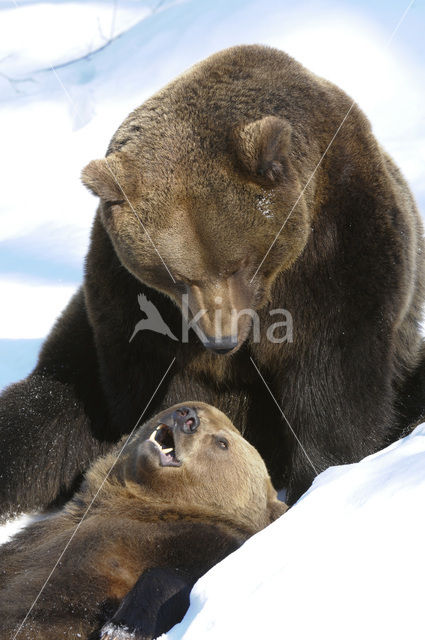 Bruine beer (Ursus arctos)