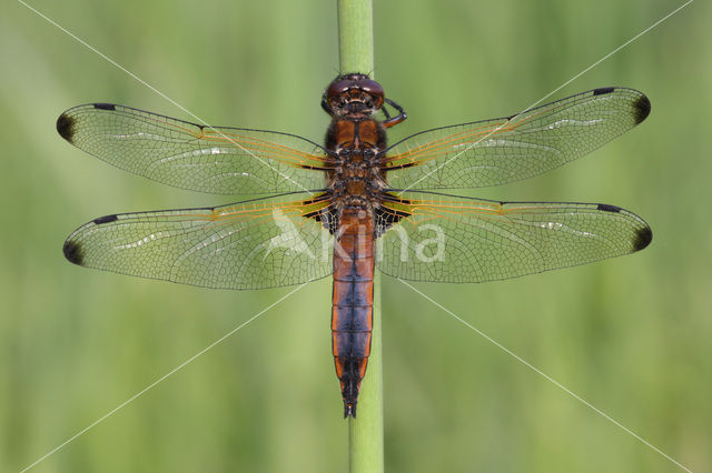 Bruine korenbout (Libellula fulva)