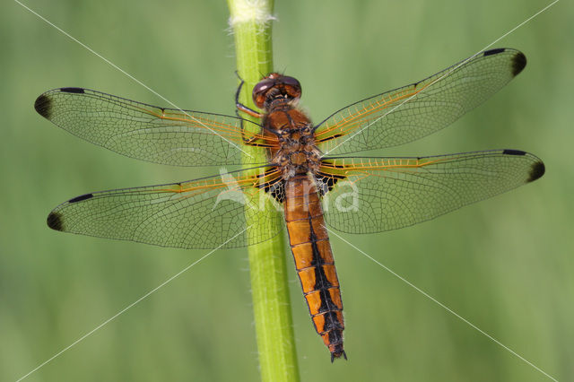 Bruine korenbout (Libellula fulva)