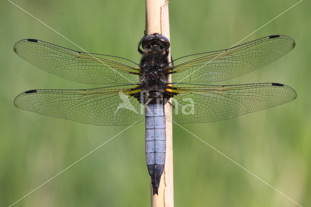 Scarce Chaser (Libellula fulva)