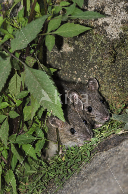 Bruine rat (Rattus norvegicus)