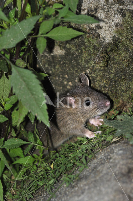 Bruine rat (Rattus norvegicus)