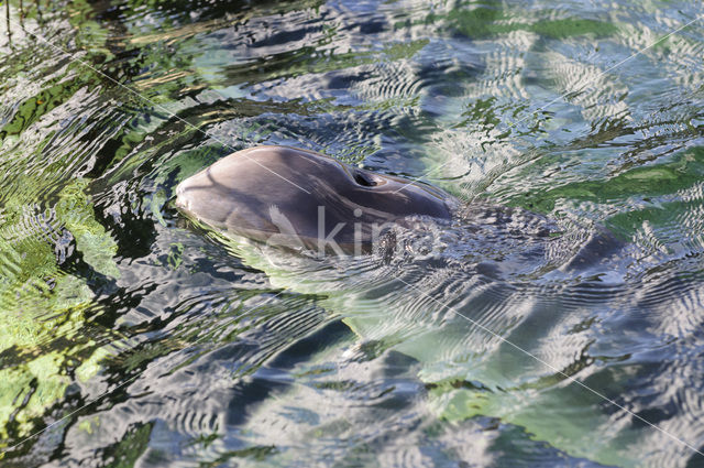 Harbour Porpoise (Phocoena phocoena)