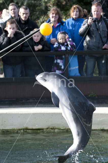 Harbour Porpoise (Phocoena phocoena)