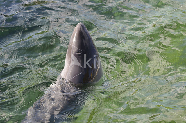 Harbour Porpoise (Phocoena phocoena)