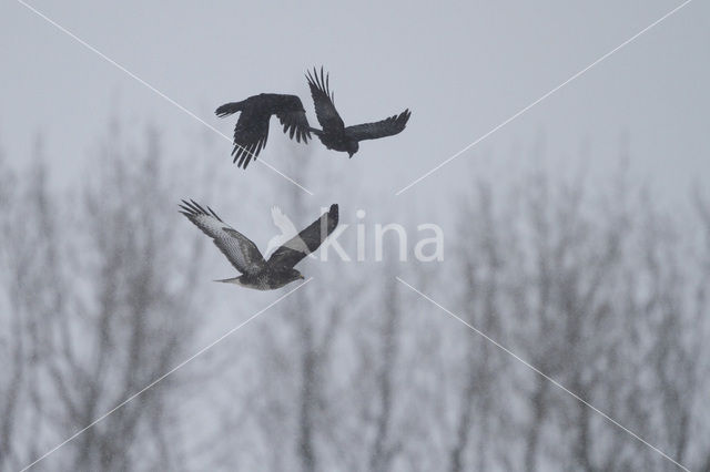 Buizerd (Buteo buteo)