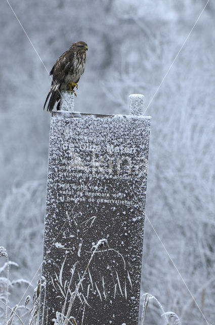 Buizerd (Buteo buteo)