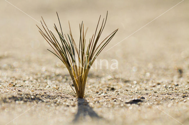 Grey Hair-grass (Corynephorus canescens)