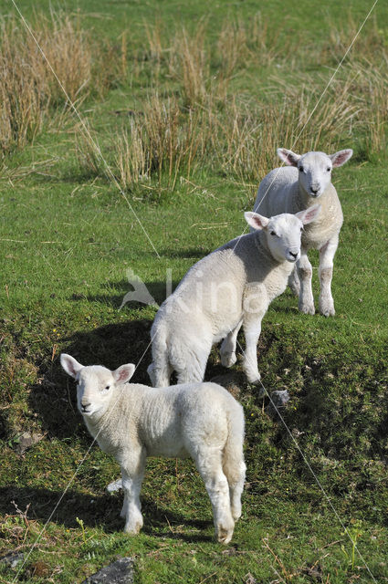 Cheviot sheep (Ovis domesticus)