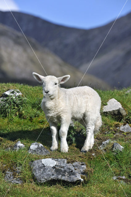 Cheviot schaap (Ovis domesticus)