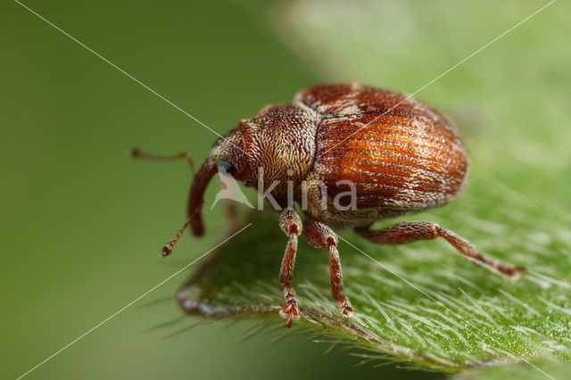 Coeliodes transversealbofasciatus