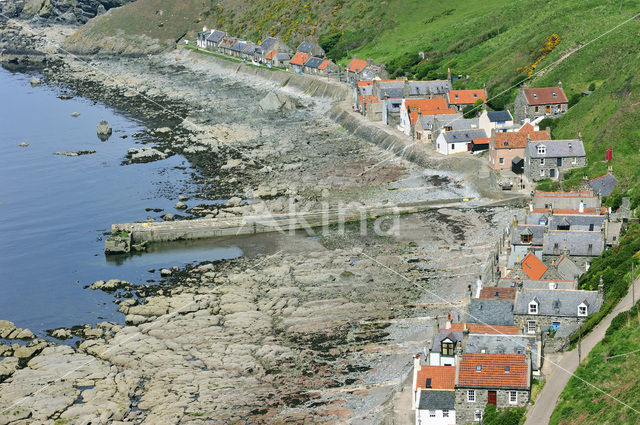 Crovie