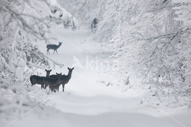 Fallow Deer (Dama dama)