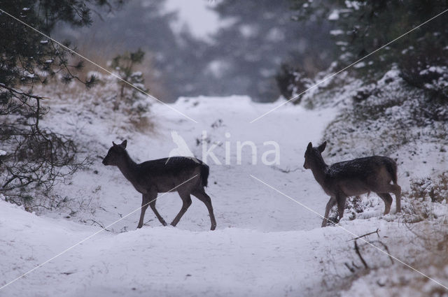 Fallow Deer (Dama dama)