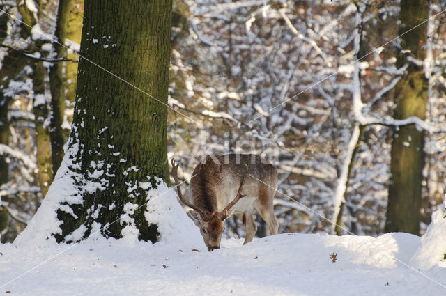 Fallow Deer (Dama dama)