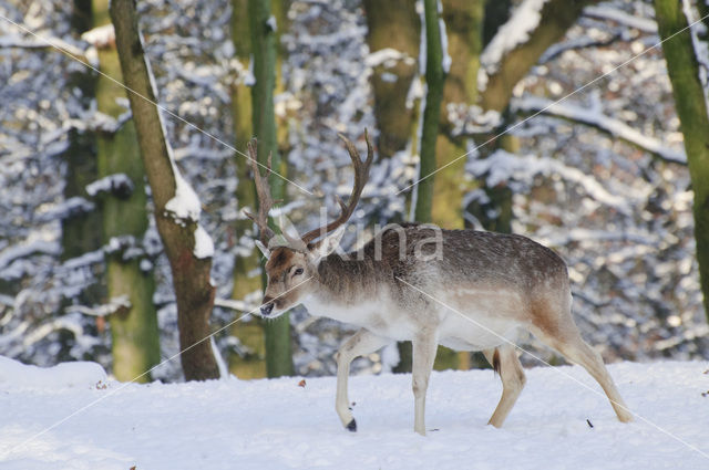 Fallow Deer (Dama dama)