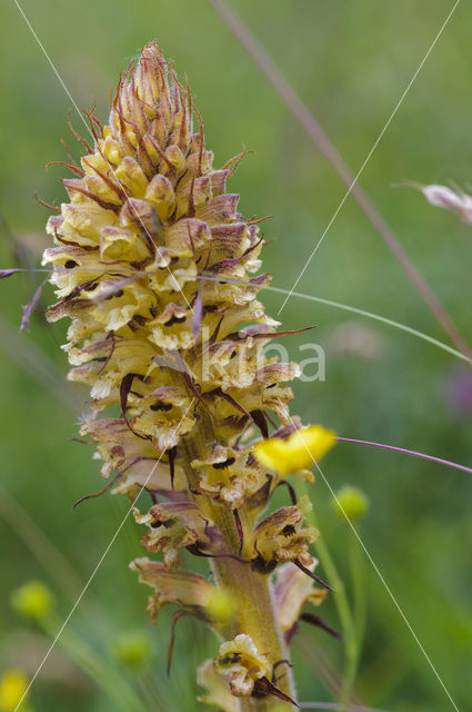 Distelbremraap (Orobanche reticulata)