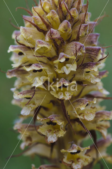 Distelbremraap (Orobanche reticulata)