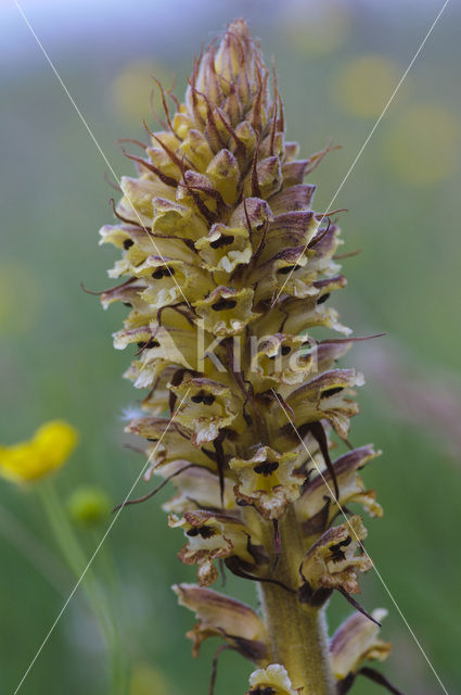 Distelbremraap (Orobanche reticulata)