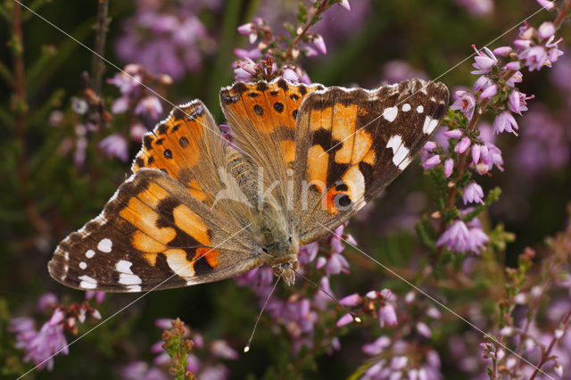 Distelvlinder (Vanessa cardui)