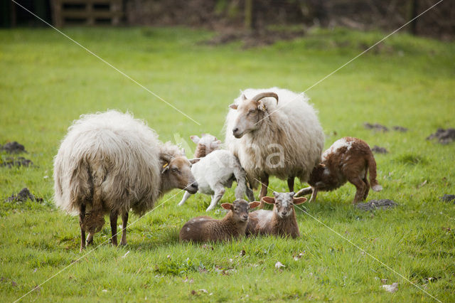 Drents heideschaap (Ovis domesticus)