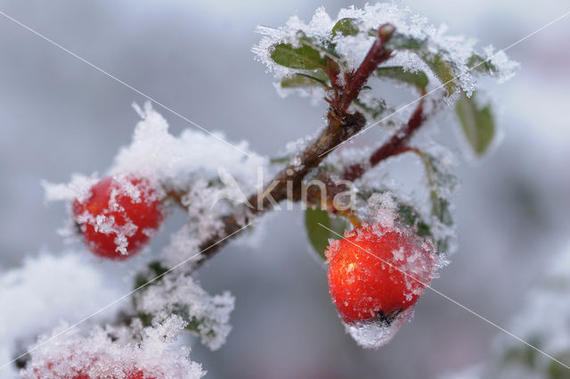 Cotoneaster spec.