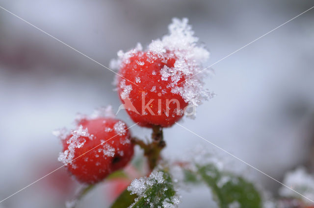 Cotoneaster spec.