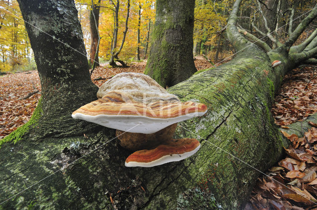 Echte tonderzwam (Fomes fomentarius)