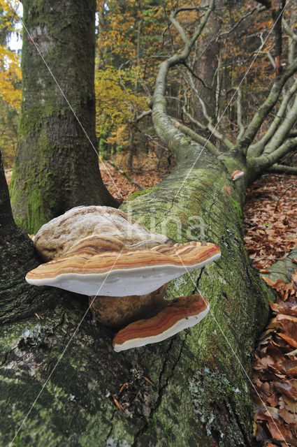 Echte tonderzwam (Fomes fomentarius)