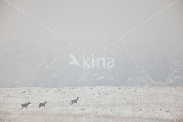 Red Deer (Cervus elaphus)
