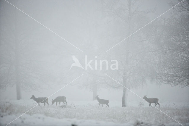 Red Deer (Cervus elaphus)