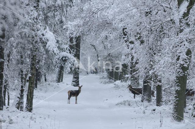 Red Deer (Cervus elaphus)