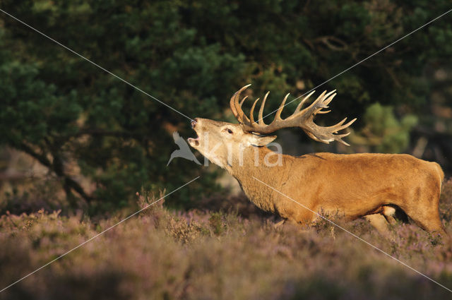 Red Deer (Cervus elaphus)