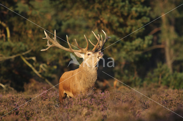 Red Deer (Cervus elaphus)