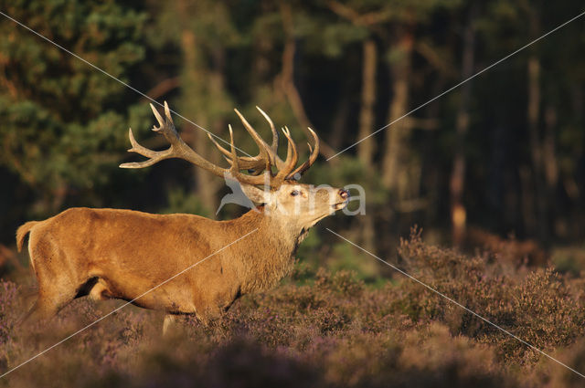 Red Deer (Cervus elaphus)