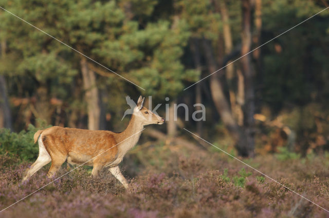 Red Deer (Cervus elaphus)