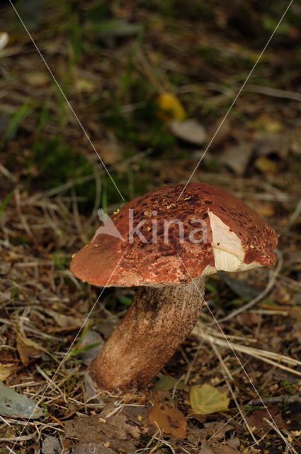 King Bolete (Boletus edulis)