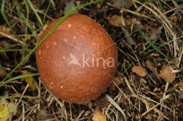 Eekhoorntjesbrood (Boletus edulis)