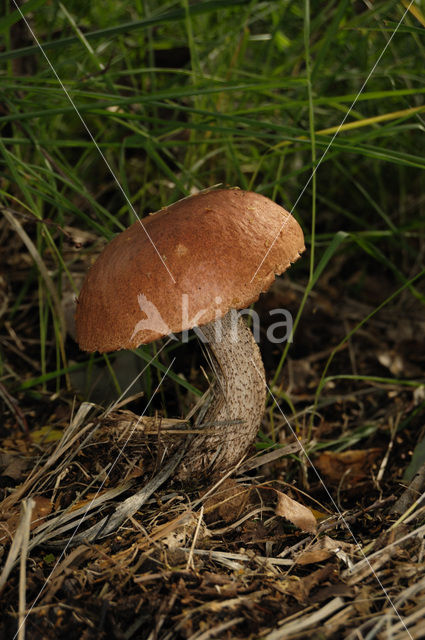 Eekhoorntjesbrood (Boletus edulis)